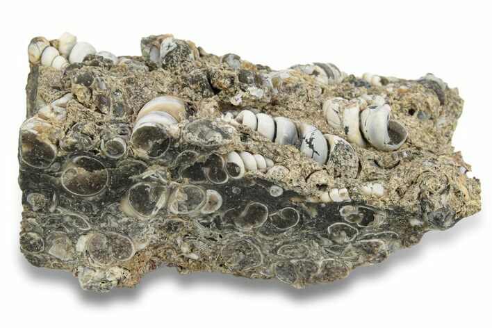 Fossil Freshwater Snails (Elimia) In Limestone - Wyoming #248994